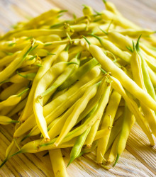 Fazol keříčková Golden Teepee - Phaseolus vulgaris - prodej semen fazole