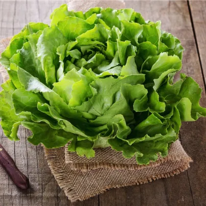 Salát ledový Saladin - Lactuca sativa - osivo salátu - 0,2 g