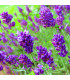Levandule lékařská fialová Ellegance purple - Lavandula angustifolia - osivo levandule - 15 ks