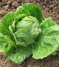 Salát hlávkový letní Kagraner - Lactuca sativa - osivo salátu - 300 ks