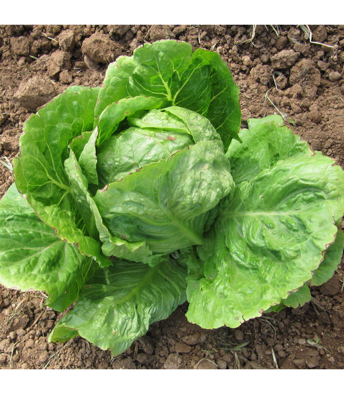 Salát hlávkový letní - Kagraner - semena salátu - 300 ks