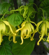 Kananga vonná - Ylang Ylang - Cananga odorata - osivo kanangy - 8 ks