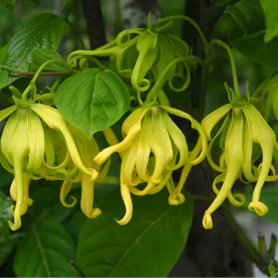 Kananga vonná - Ylang Ylang - Cananga odorata - osivo kanangy - 8 ks