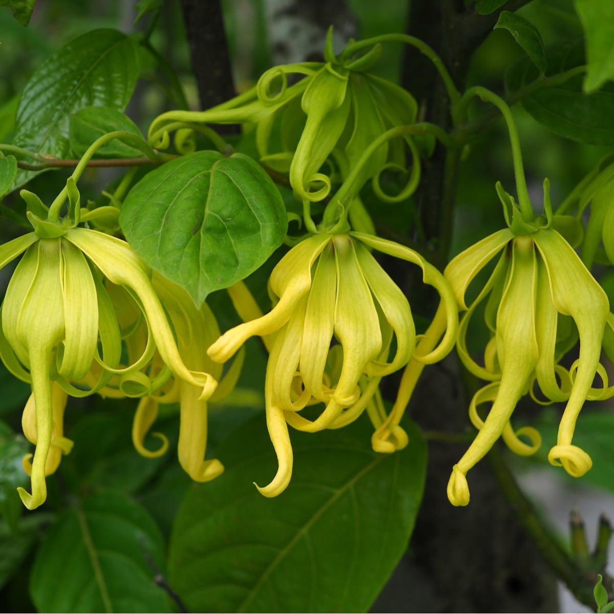 Kananga vonná - Ylang Ylang - Cananga odorata - osivo kanangy - 8 ks