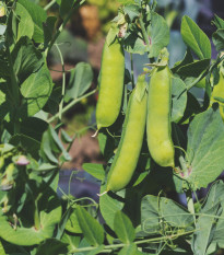 Hrách dřeňový - Malý Rheinland - prodej semen hrachu - 60 ks