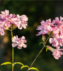 Mydlice lékařská - Saponaria officinalis - osivo mydlice - 15 ks