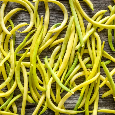 Fazole keříčková Golddukat - Phaseolus vulgaris - osivo fazole - 20 ks