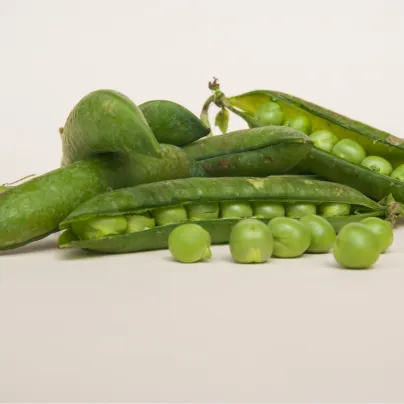 Hrách dřeňový Winner - Pisum sativum - semena hrášku - 15 gr