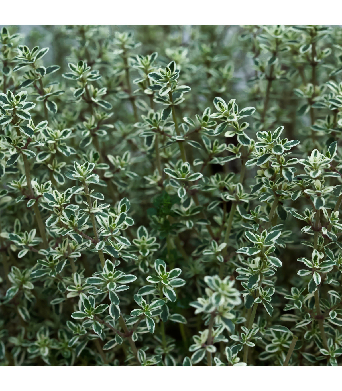 Tymián Anglická zima - Thymus vulgaris - semena tymiánu - 50 ks
