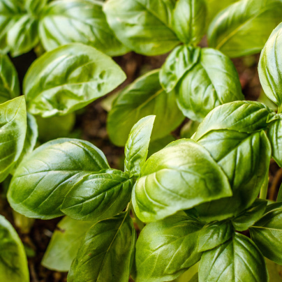 Bazalka trpasličí pravá - Ocimum basilicum - osivo bazalky - 100 ks