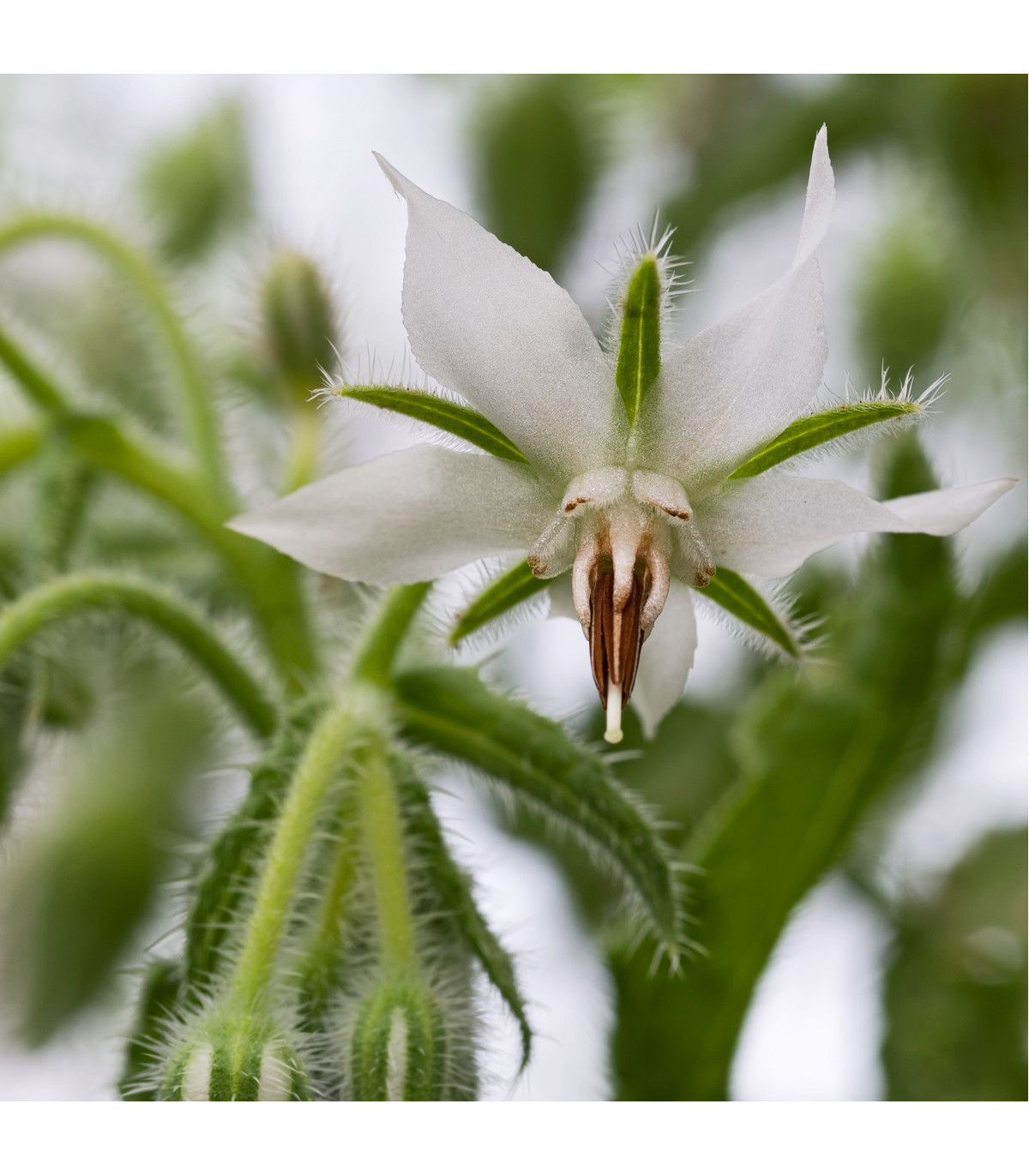 Brutnák bílý - Borago officinalis - semena brutnáku - 20 ks