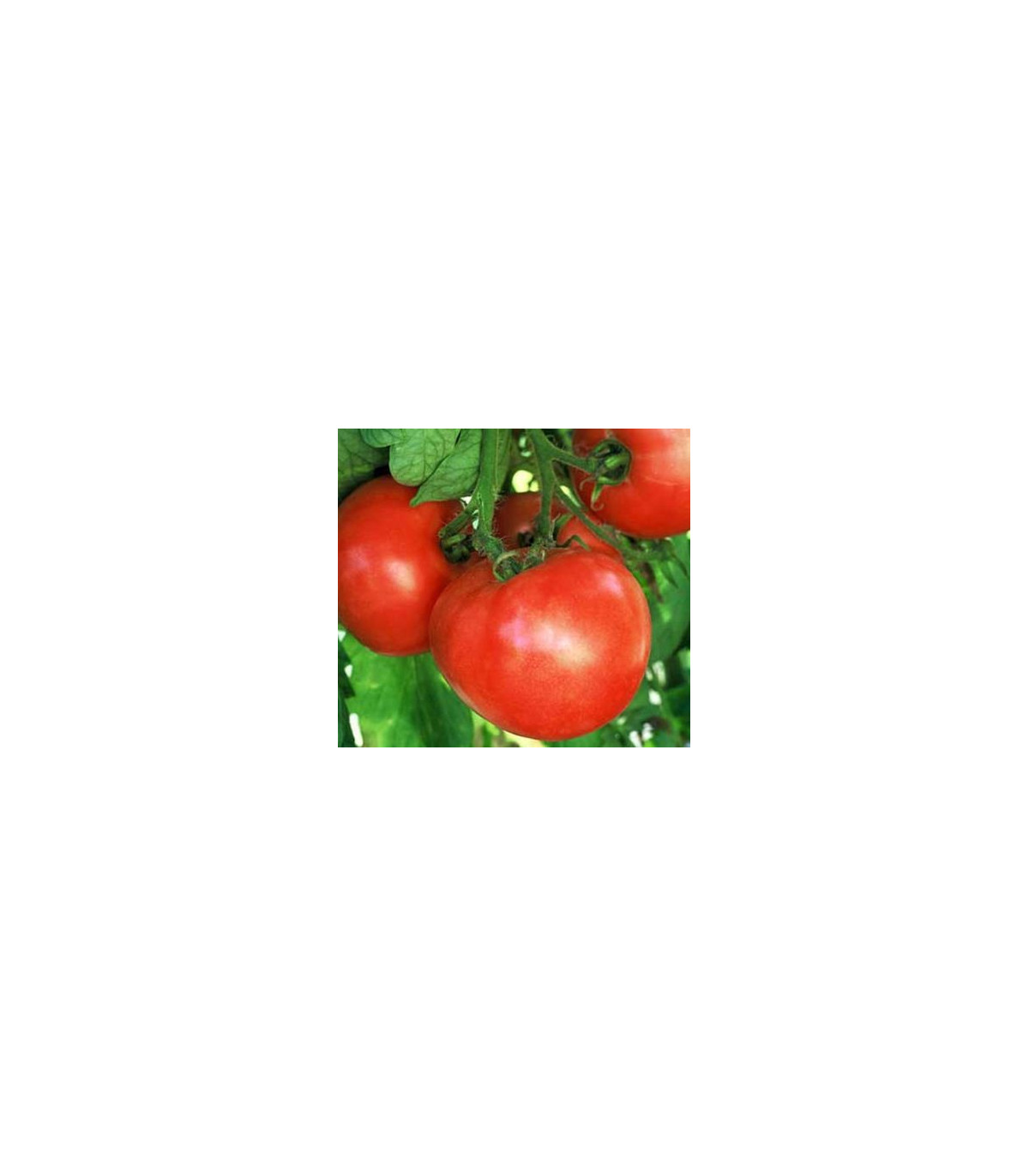 Rajče raný zázrak - semena rajčat - 6 ks