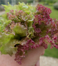 Salát kadeřavý Fitnes mix - Lactuca sativa - osivo salátu - 100 ks