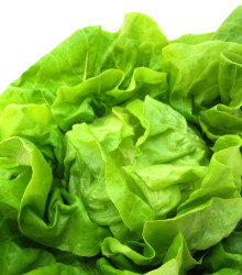 Salát hlávkový máslový Sylvesta - bio osivo salátu - Lactusa sativa - 0,1 gr