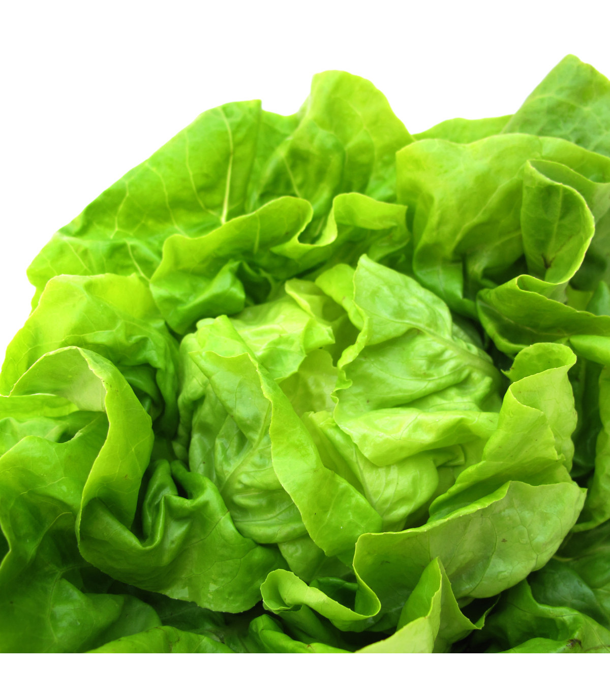 Salát hlávkový máslový Sylvesta - bio osivo salátu - Lactusa sativa - 0,1 gr