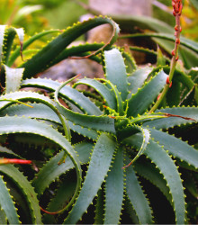 Aloe arborescens - prodej semen aloe - semena - 6 ks - prodej semen