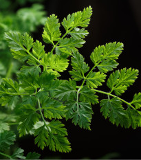 Kerblík setý Massa - Anthriscus cerefolium - osivo kerblíku - 0,8 g