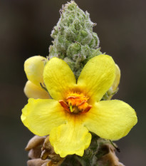Divizna malokvětá - Verbascum thapus - osivo divizny - 150 ks