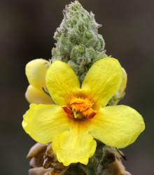 Divizna malokvětá - Verbascum thapus - semena divizny - 0,02 g