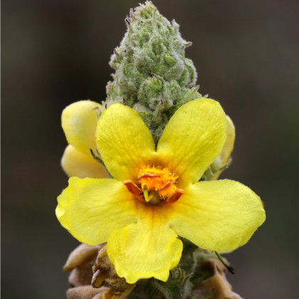Divizna malokvětá - Verbascum thapus - semena divizny - 0,02 g