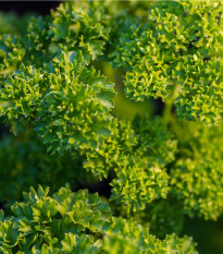 Petržel naťová kadeřavá - Petroselinum crispum convar - osivo petržele - 1 g