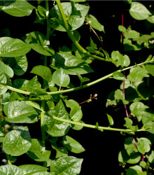 Malabarský špenát - Bazela bílá - Basella alba - máloznámá zelenina - 0,5 gr