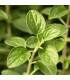 Majoránka zahradní - Majorana hortensis - osivo majoránky - 0,5 g