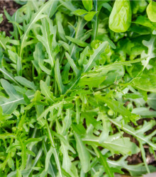 Rukola k rychlení do bytu - Speedy - rostlina Eruca sativa - prodej semen - 0,5 g