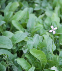 Rukola setá - Eruca sativa - osivo rukoly - 250 ks