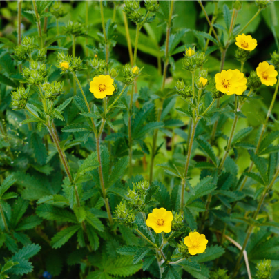 Mochna nátržník - Potentilla erecta - osivo mochny - 8 ks