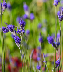 Levandule rozeklaná Španělské oči - Lavandula multifida - semena Levandule - 15 ks