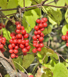 Schizandra čínská - Klanopraška - Schisandra chinensis - osivo klanoprašky - 6 ks