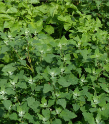 Lebeda zahradní - prodej semen lebedy - Atriplex hortensis - 0,5 gr