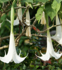 Brugmansie krémová - Brugmansia arborea - osivo durmanu - 5 ks