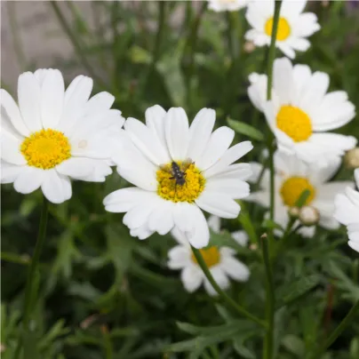 Rmen rolní - Anthemis arvensis - osivo rmenu - 0,2 g