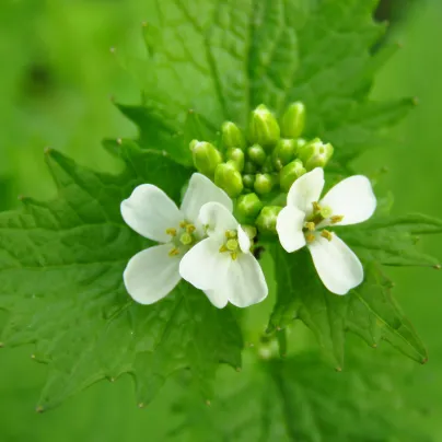 Česnáček lékařský - Alliaria petiolata - osivo česnáčku - 45 ks