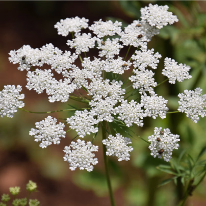Pakmín větší - Ammi majus - osivo kmínu - 300 ks