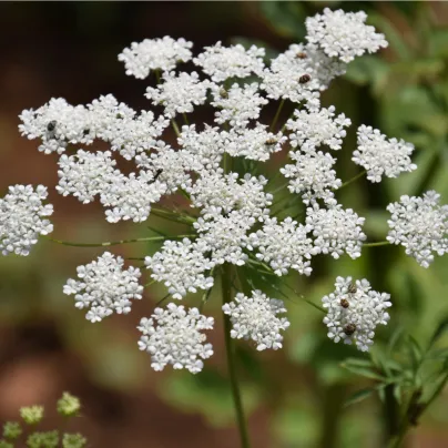Pakmín větší - Ammi majus - osivo kmínu - 300 ks