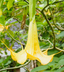 Durman metelový žlutý - Datura metel - osivo durmanu - 5 ks