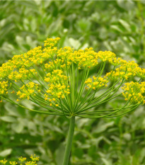 Kopr Virling - prodej semen kopru - 500 ks