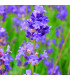 Levandule lékařská Provence Blue - Lavandula angustifolia - osivo levandule - 15 ks