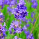 Levandule lékařská Provence Blue - Lavandula angustifolia - osivo levandule - 15 ks