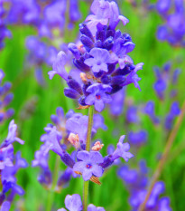 Levandule lékařská Provence Blue - Lavandula angustifolia - osivo levandule - 15 ks