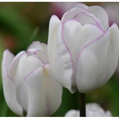 Tulipán Shirley - Tulipa - holandské cibule tulipánů - 3 ks