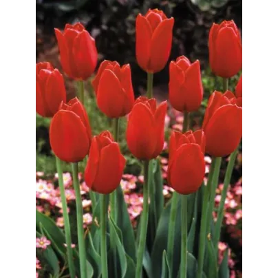 Tulipán Blood Red - Tulipa - cibule tulipánů - 3 ks