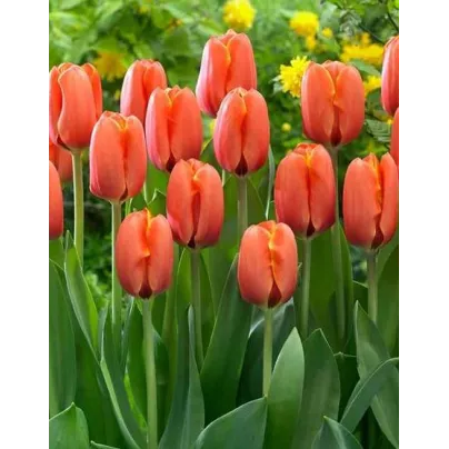 Tulipán Darwiorange - Tulipa - cibule tulipánů - 3 ks