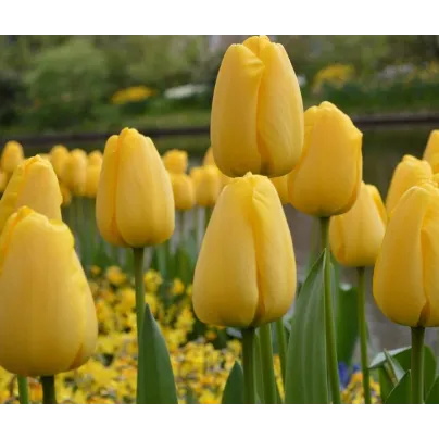 Tulipán Golden Parade - Tulipa - cibule tulipánů - 3 ks