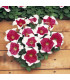 Petúnie mnohokvětá Red Frost F1 - Petunia multiflora - osivo petúnie - 20 ks