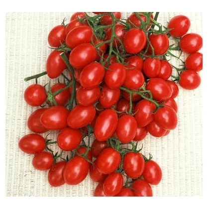 Rajče Rosalita - Solanum lycopersicum - osivo rajčat - 7 ks