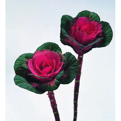 Okrasné zelí Sunset F1 - Brassica oleracea - osivo okrasného zelí - 20 ks